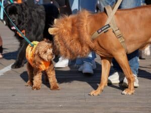 Ocean City Dog days on the boardwalk