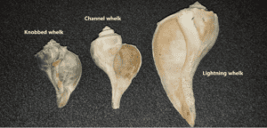 Ocean City Shell identification
