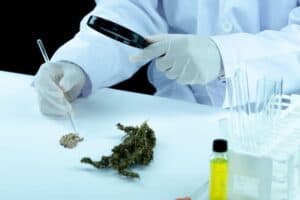 Daniel Fung of Watertown on “Cannabis Potency Drift